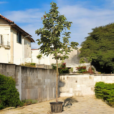 Cordia Sebestena - Orange Geiger Tree